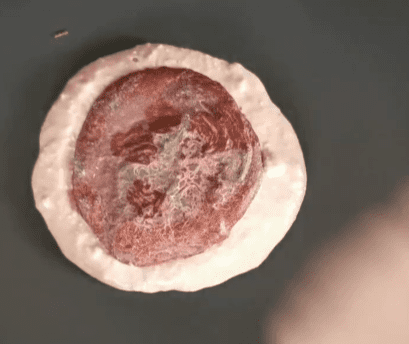 Step 2.1: Place a chocolate disk in the middle of the pancake