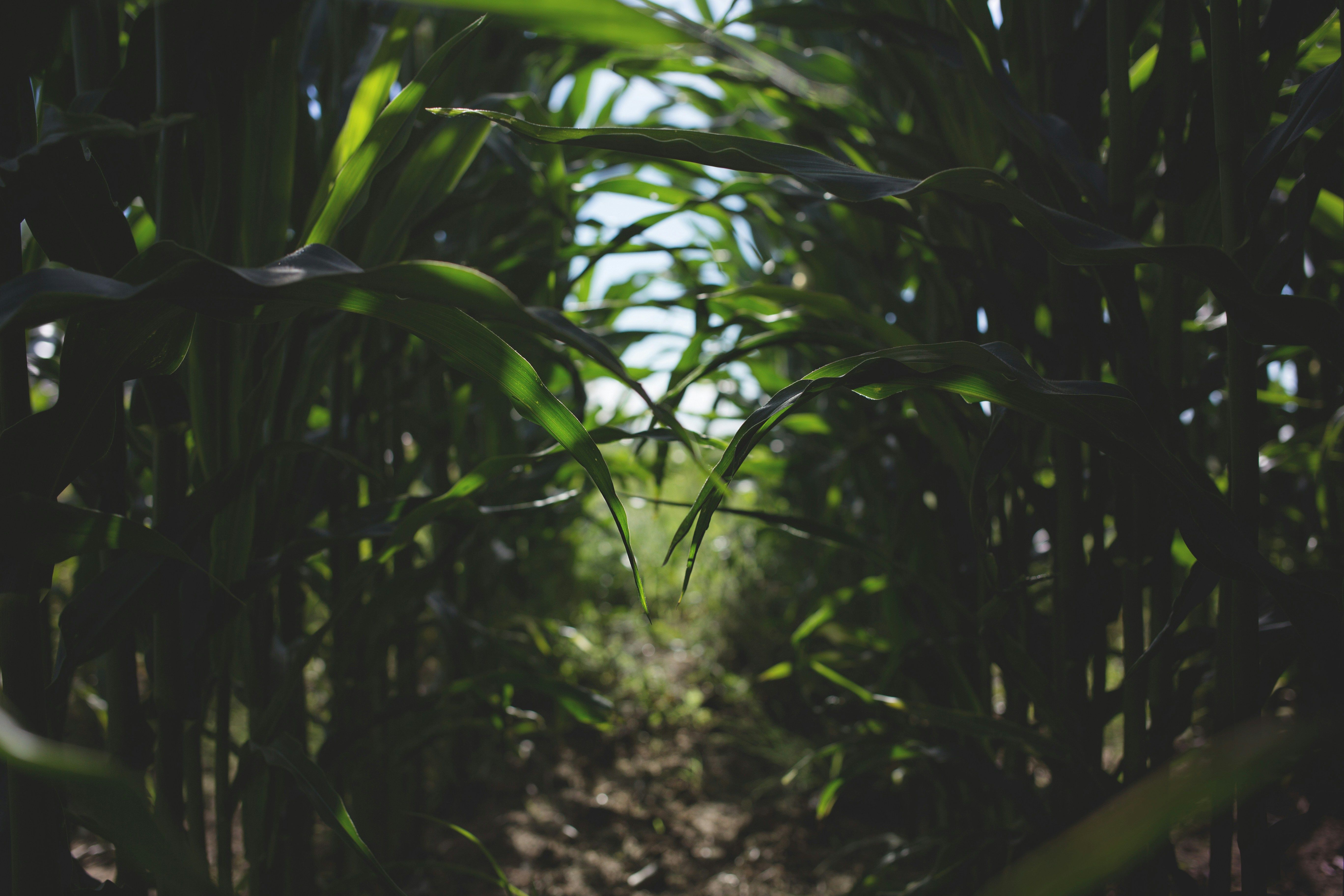 Maize planted in straight rows on each side.