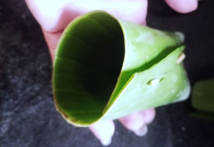 Step 1.1: Fold or roll the leaf into a small cylindrical shape and secure it using a string or a toothpick