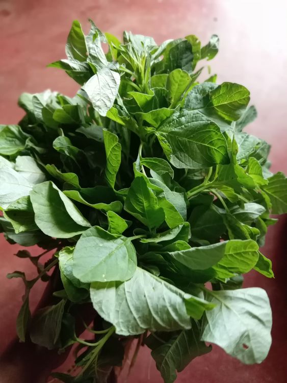 Step 1.1: Clean the green amaranth leaves, removing the root area and any yellow leaves