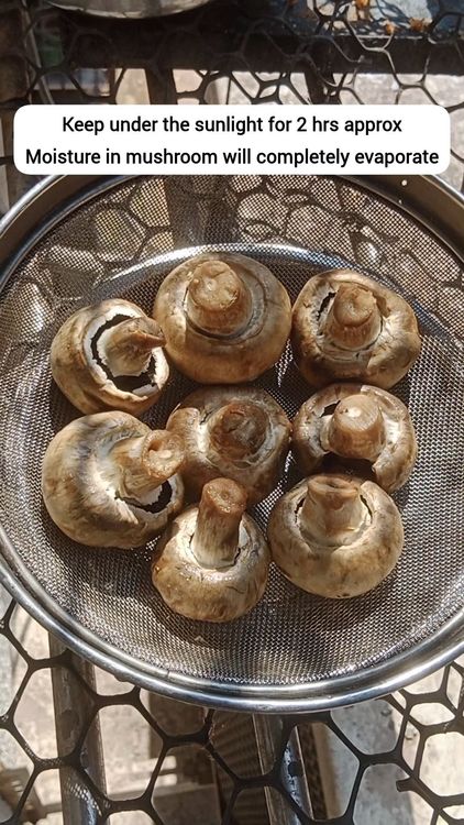 Step 1.2: Strain the mushrooms and place them under sunlight for 2-3 hours, preferably between 1-4 pm for better results
