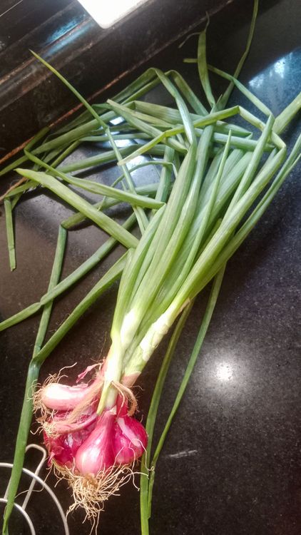 Step 1.1: Wash the spring onion greens thoroughly and chop them finely