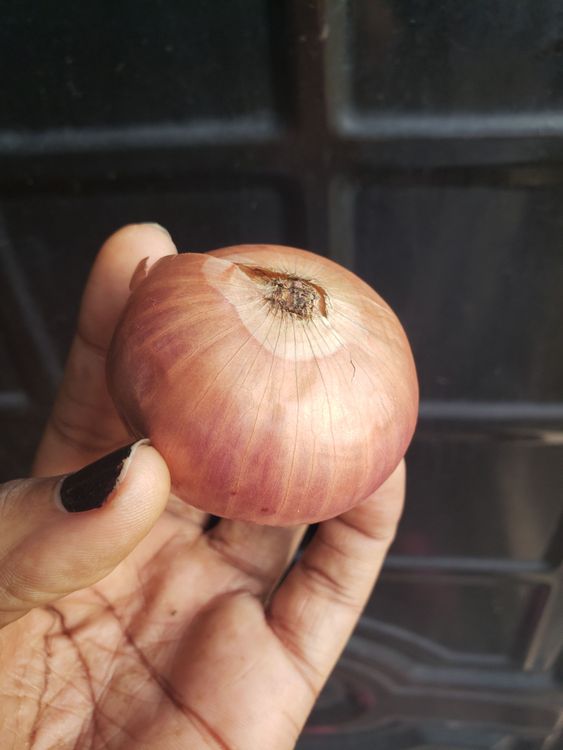 Step 1.1: Next you add your chopped up onions and stir then add palm oil (3 tsp) and allow to simmer on low heat for 1 minutes