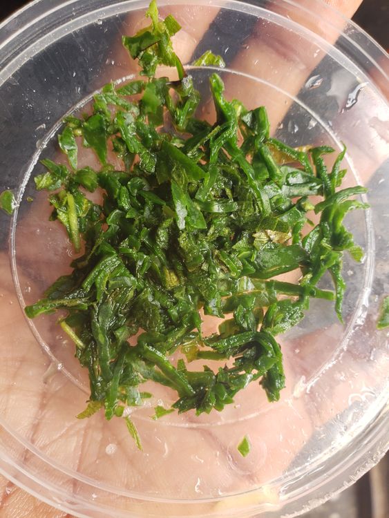 Step 1.1: Then finally you add the scent leaves and miracle leaves (sliced) and allow to simmer on lower heat for 1- 2 minutes