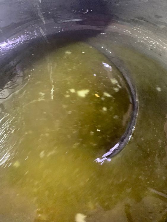 Step 1.4: Add sugar to the pan and cook for 4-5 minutes
