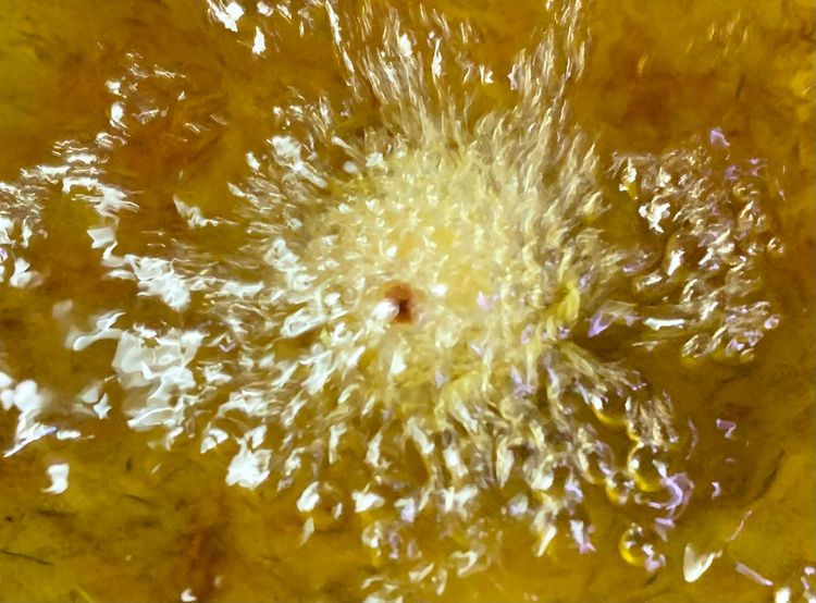 Step 1.1: Heat oil in a frying pan on medium to high heat