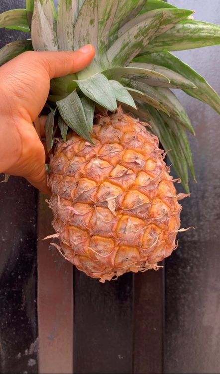 Step 1.2: Wash the pineapples and ginger thoroughly before peeling
