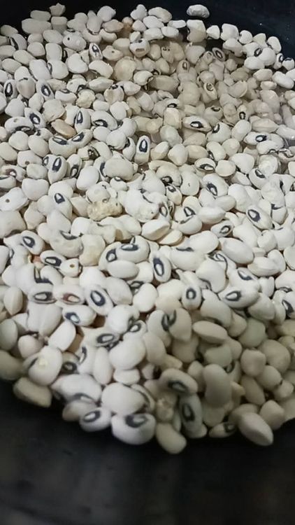Step 1.2: Put the dry beans in a bowl and add 2 cups of water