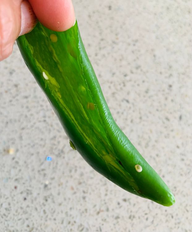 Step 1.2: Rinse the bullet green chillies and pat them dry