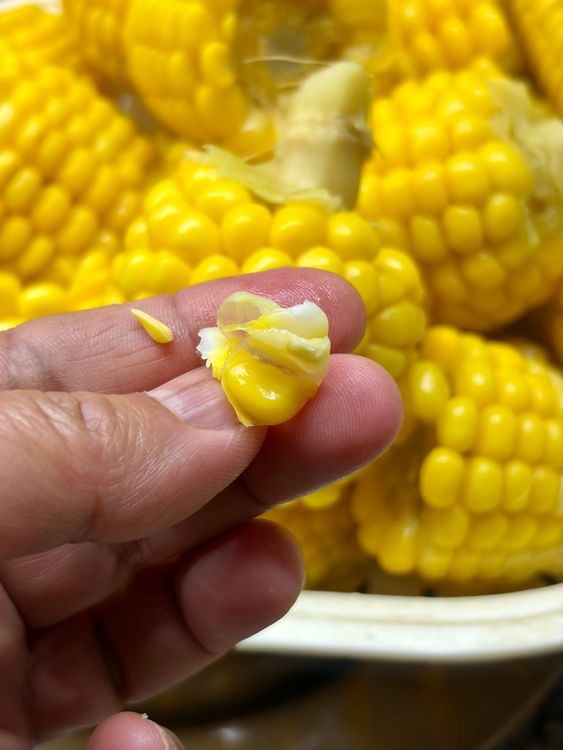 Step 1.3: Boil the corn cobs (whole or cut into pieces) in enough salted water with 1 tablespoon of salt until they are just tender