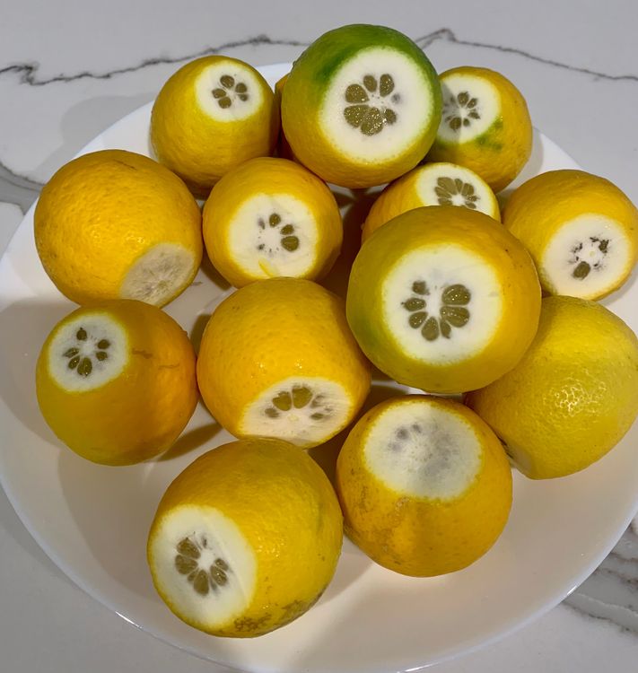 Step 1.1: Cut the lemons into small pieces and put them in a large mixing bowl