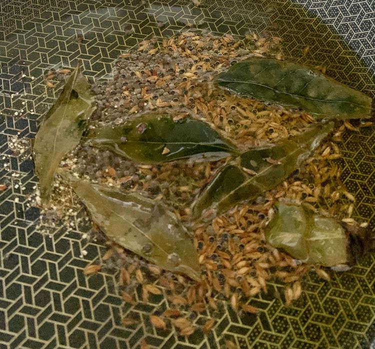 Step 1.1: Heat oil in a pan on low-to-medium flame and add asafoetida, cumin seeds and mustard seeds