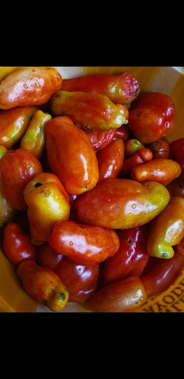 Step 2.1: Wash tomatoes, peppers and onions, ginger and garlic and place in a blender, add little water and blend till it's smooth
