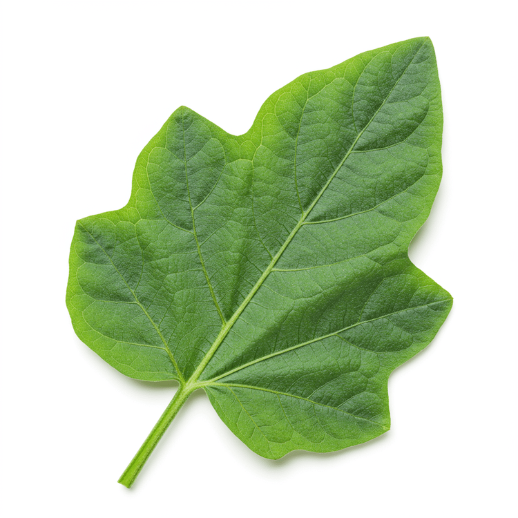 handful garden egg leaf
