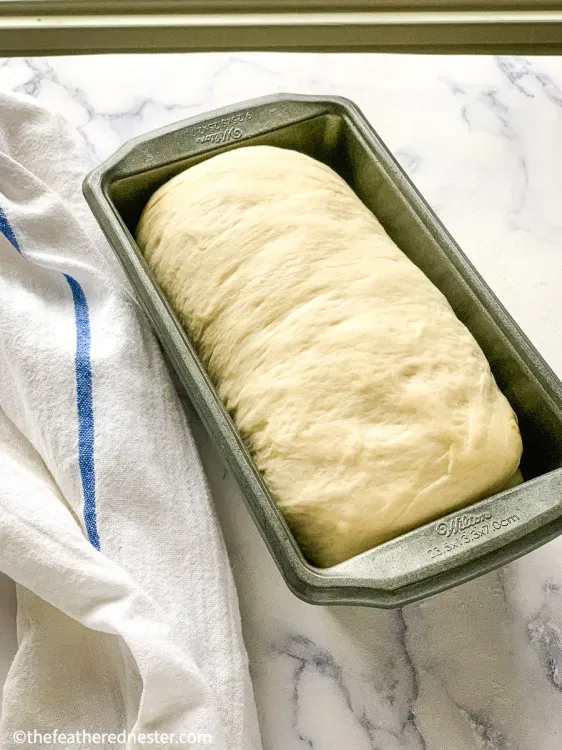 Step 2.1: Ferment again inside the bread tin