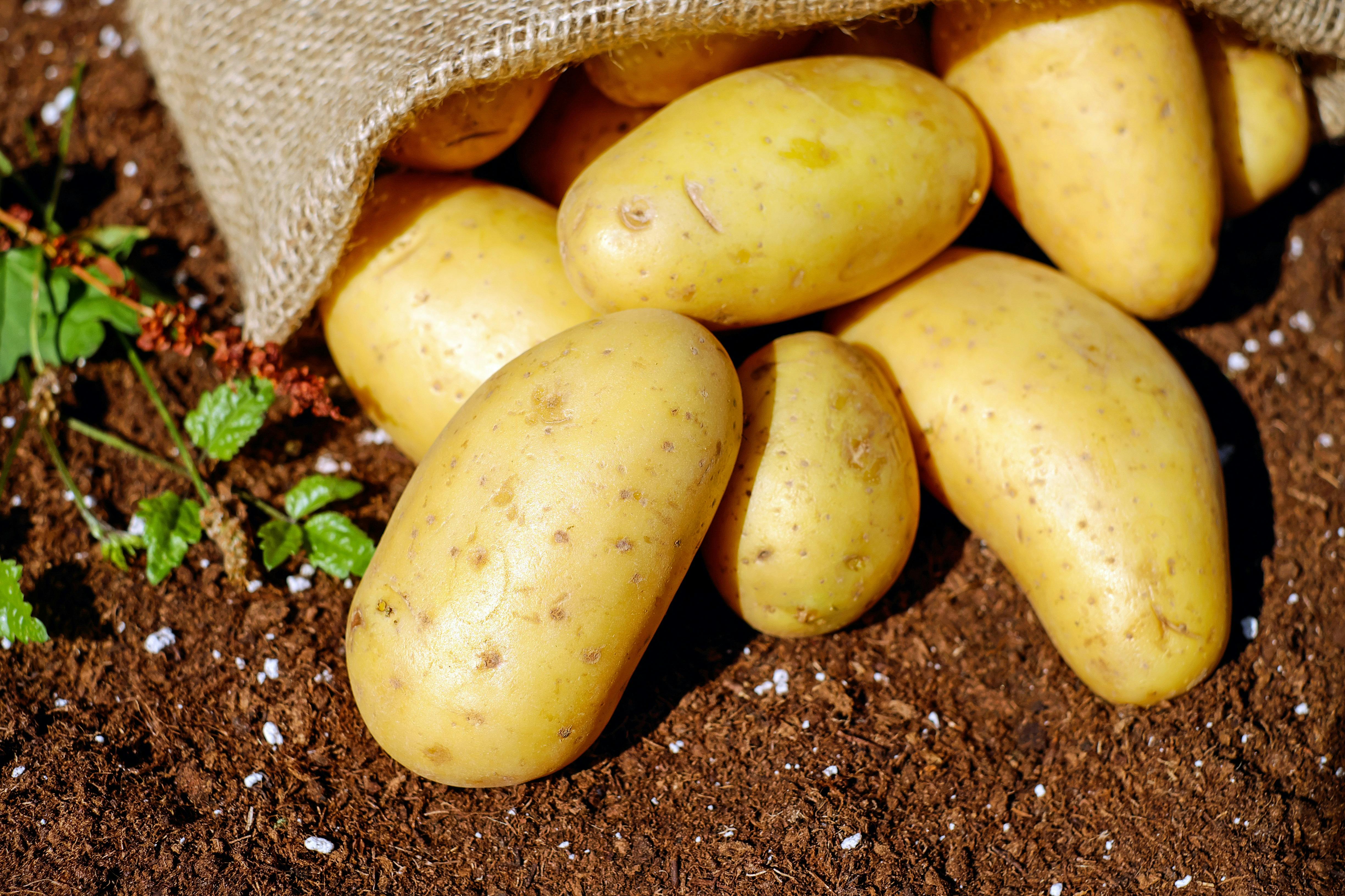 Potato Perplexity: Unraveling the Vegetable Debate