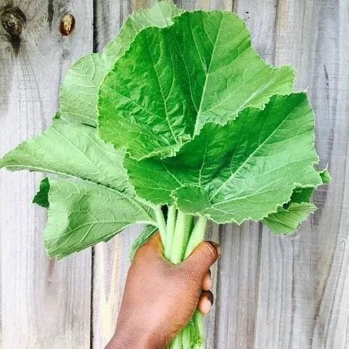 Step 1.1: Wash the pumpkin leaves thoroughly and chop them into manageable pieces